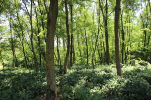 Read more about the article Georgian Wild Teas – Unique and Rare.