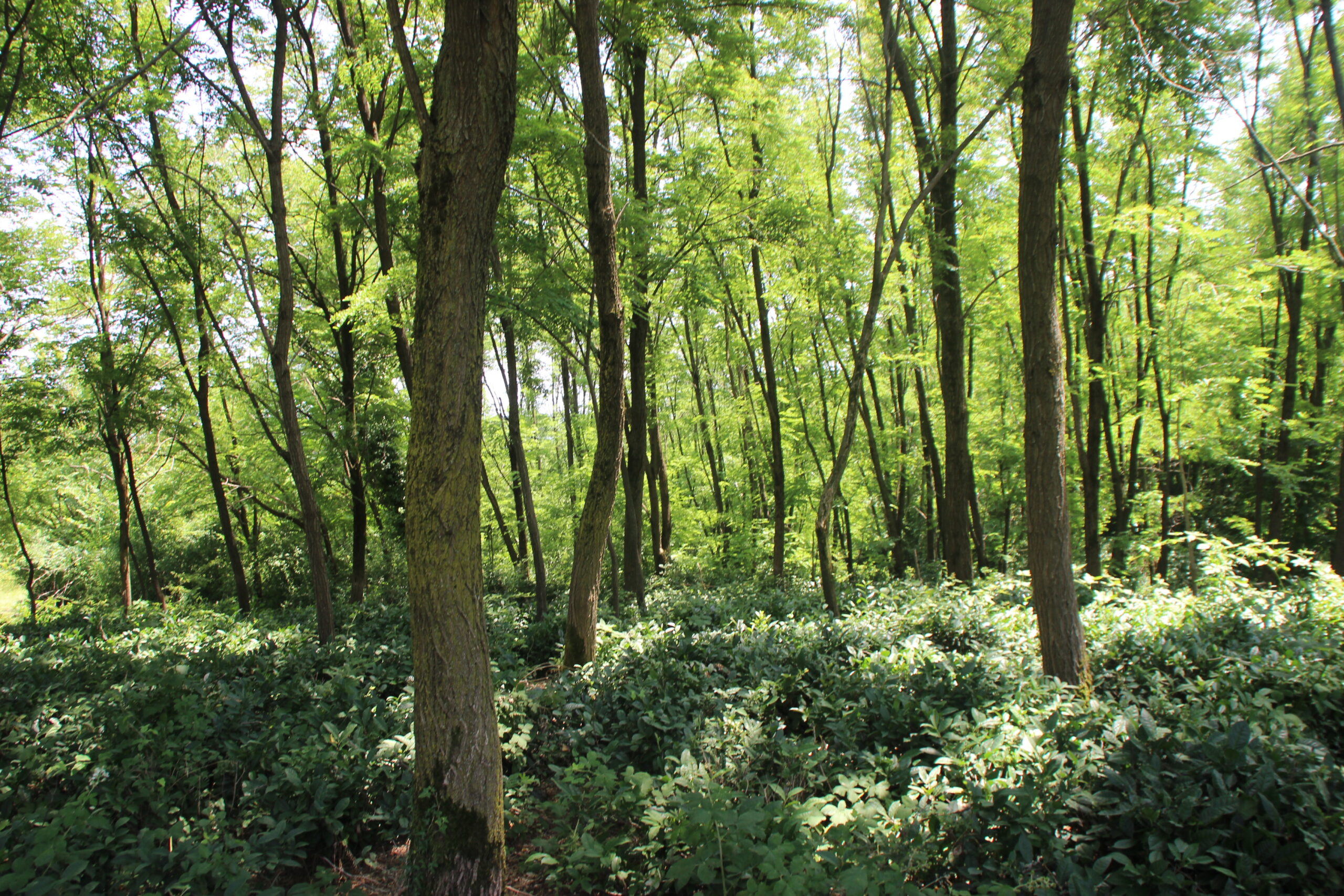 You are currently viewing Georgian Wild Teas – Unique and Rare.