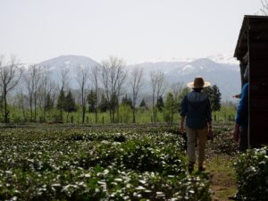 Read more about the article Reading the Tea Leaves with Our Tea Master.
