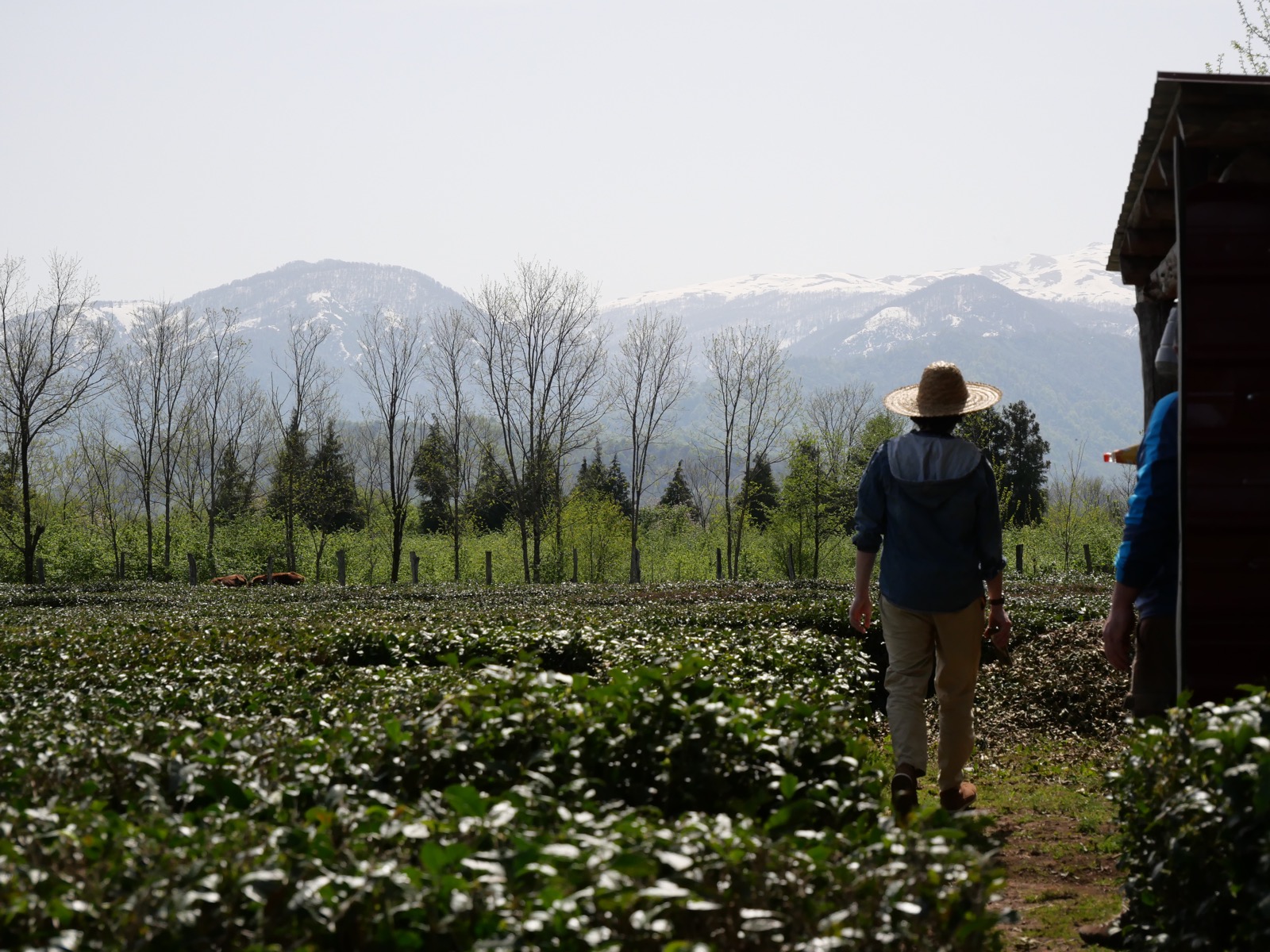 You are currently viewing Reading the Tea Leaves with Our Tea Master.